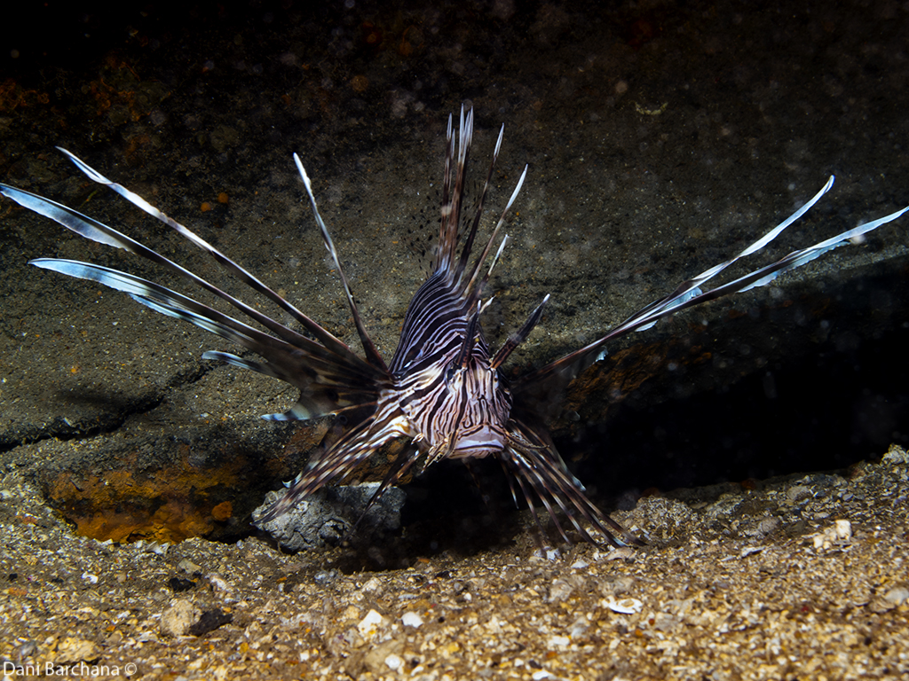 Lion fish in the Mediterranean