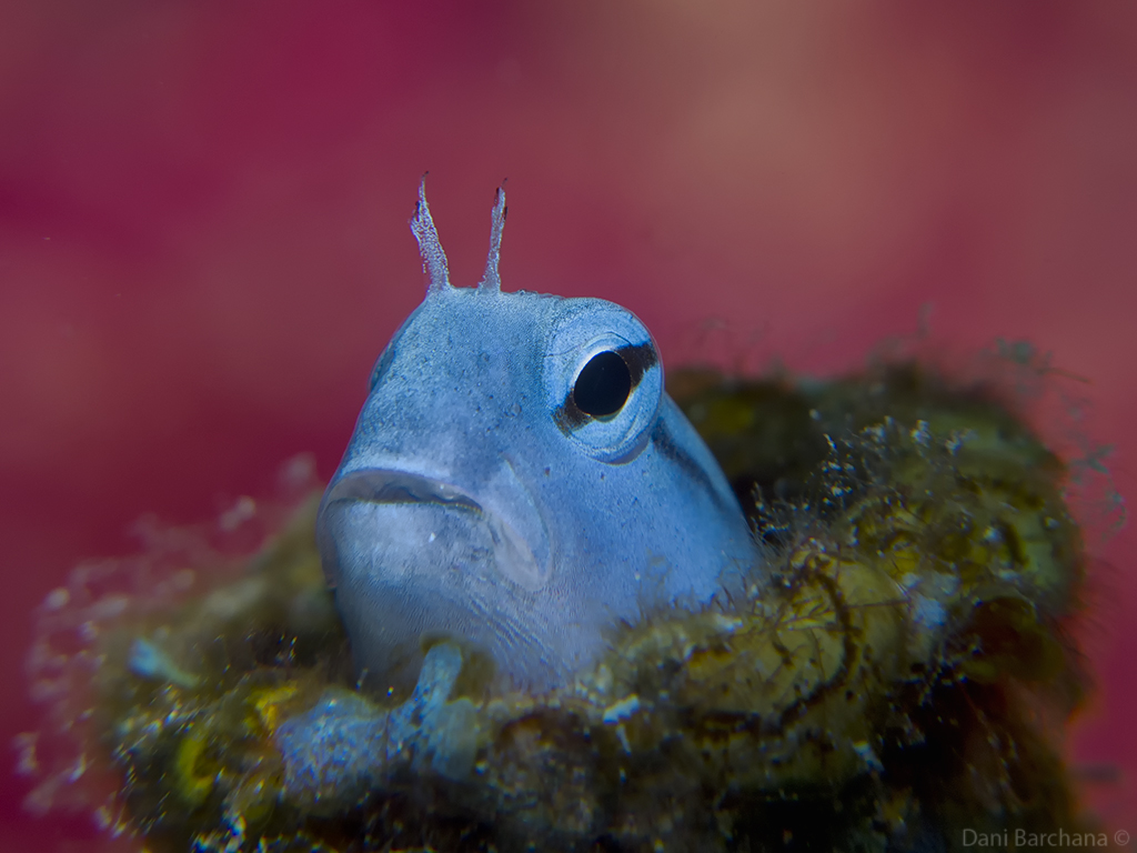 Red Sea Mimic Blenny (Ecsenius gravieri )