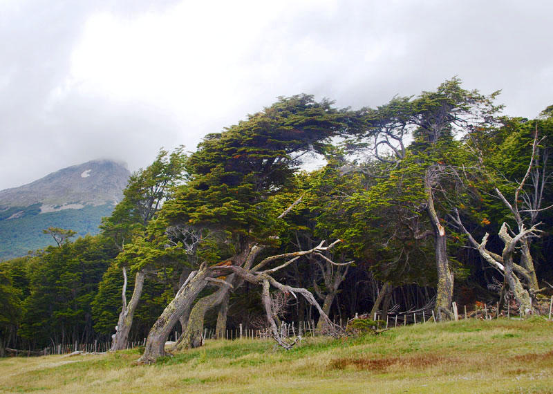 Effect of Wind