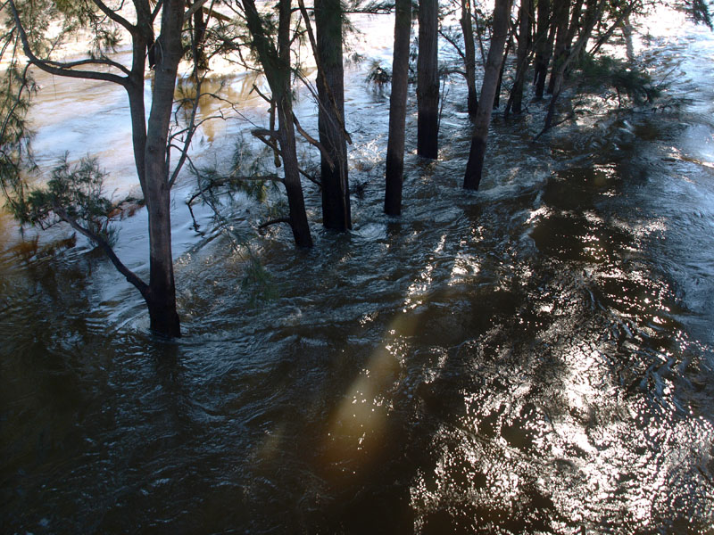 Casuarinas holding back a river  4