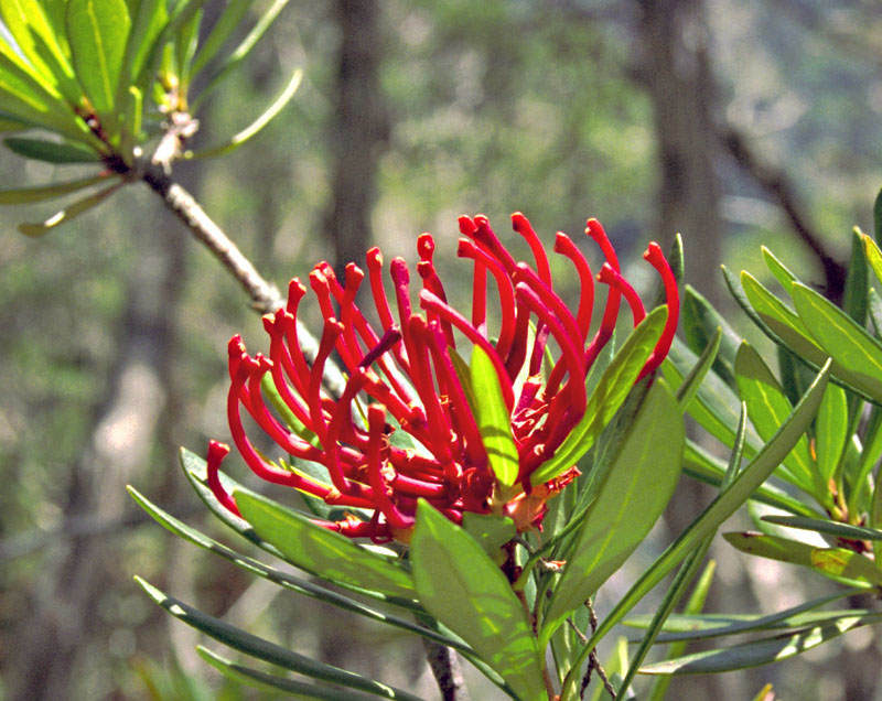 Telopea truncata