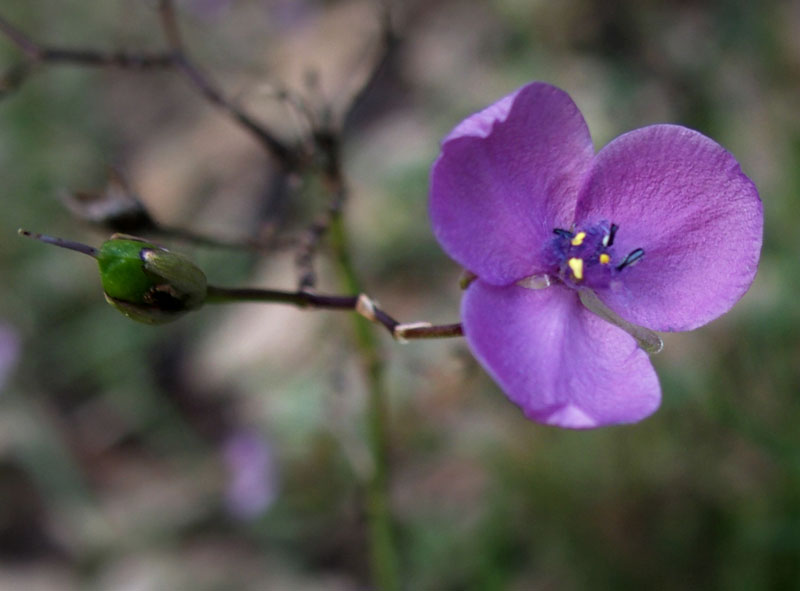 Very small Patersonia?