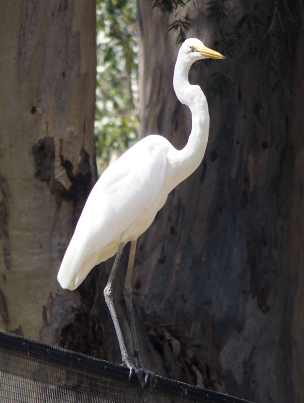 Egret, just visiting