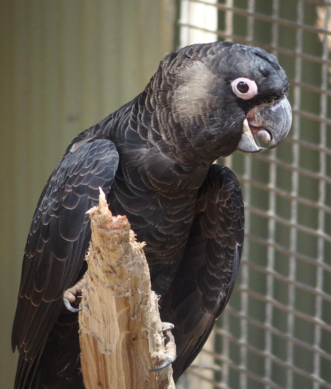 White-tailed Black-cockatoo