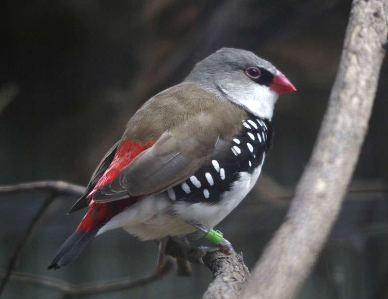 Diamond Firetail -1