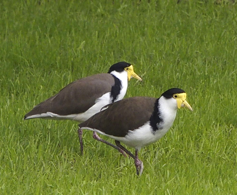 Plover