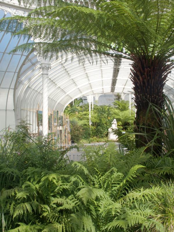1130: Tree fern under the dome