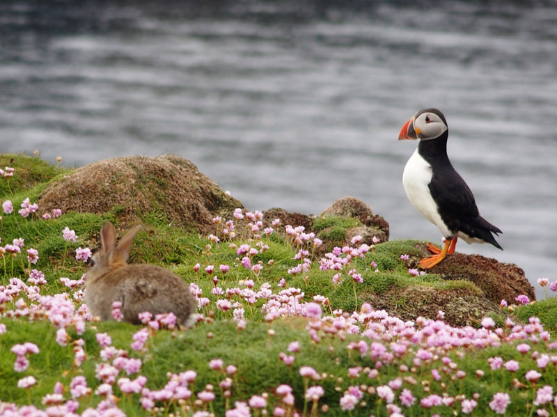 2241: Puffin with evicted rabbit