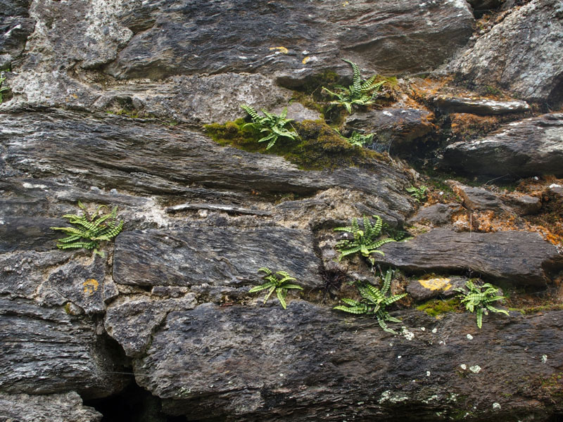 Growing on the wall of the cathedral