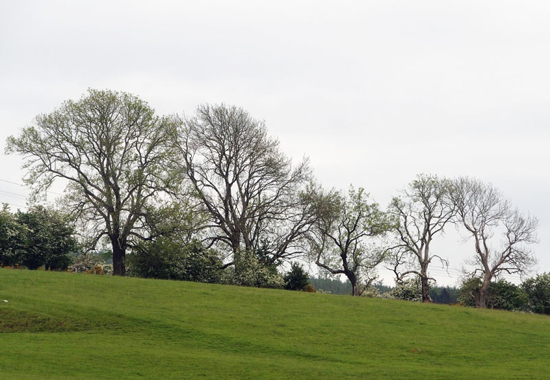 0292: Nicely arranged trees