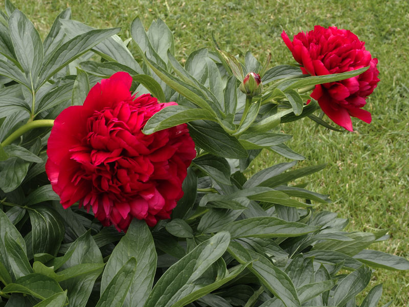 0316: Peonies on a grave