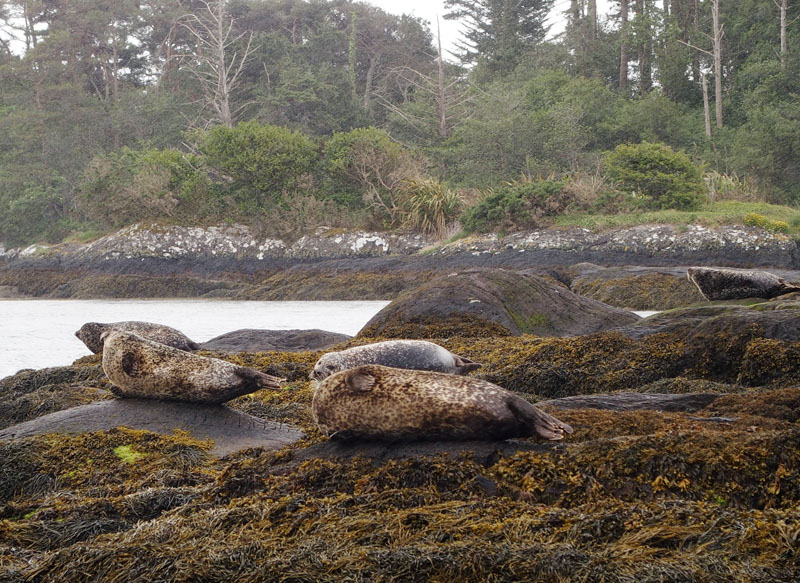 Seals in Glengarriff Harbour