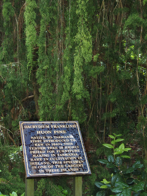 Huon Pine