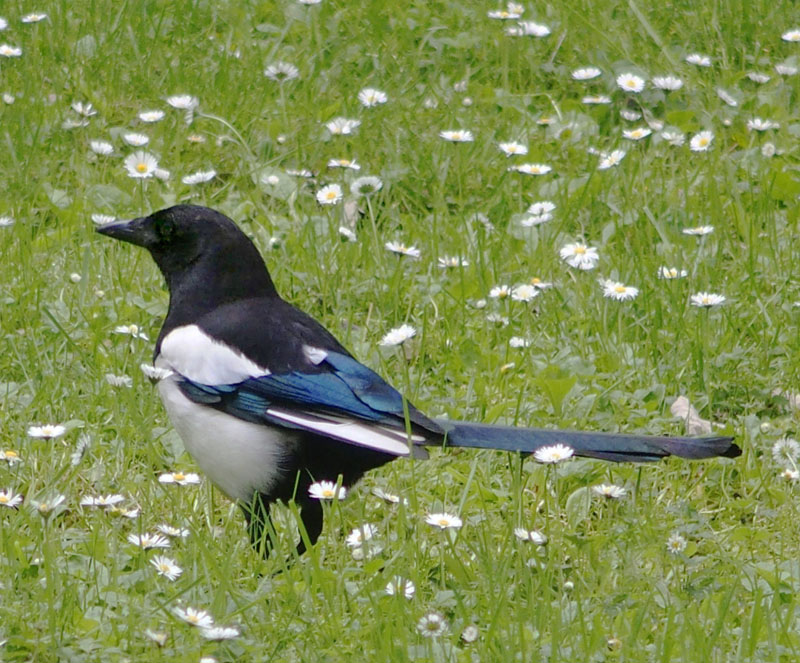 Magpie