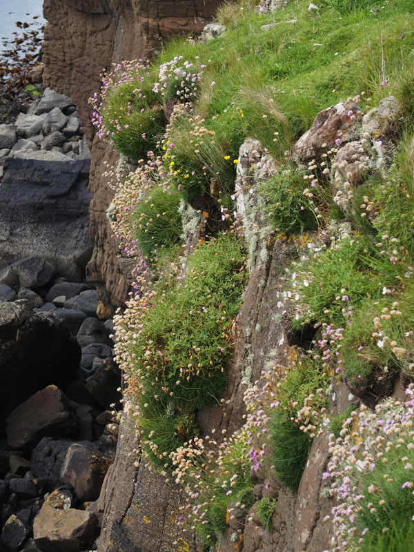 1518: Cliff near the fort