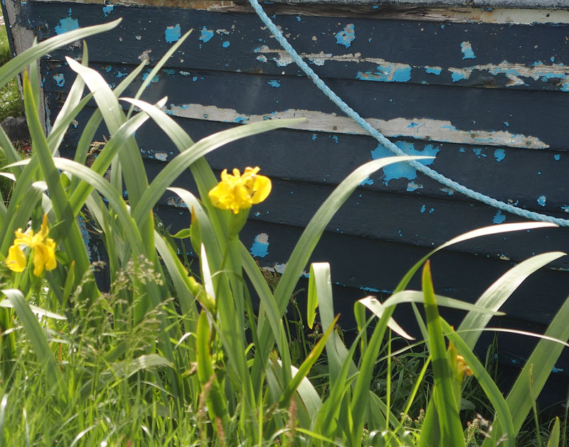 If you look hard, you will find beauty everywhere