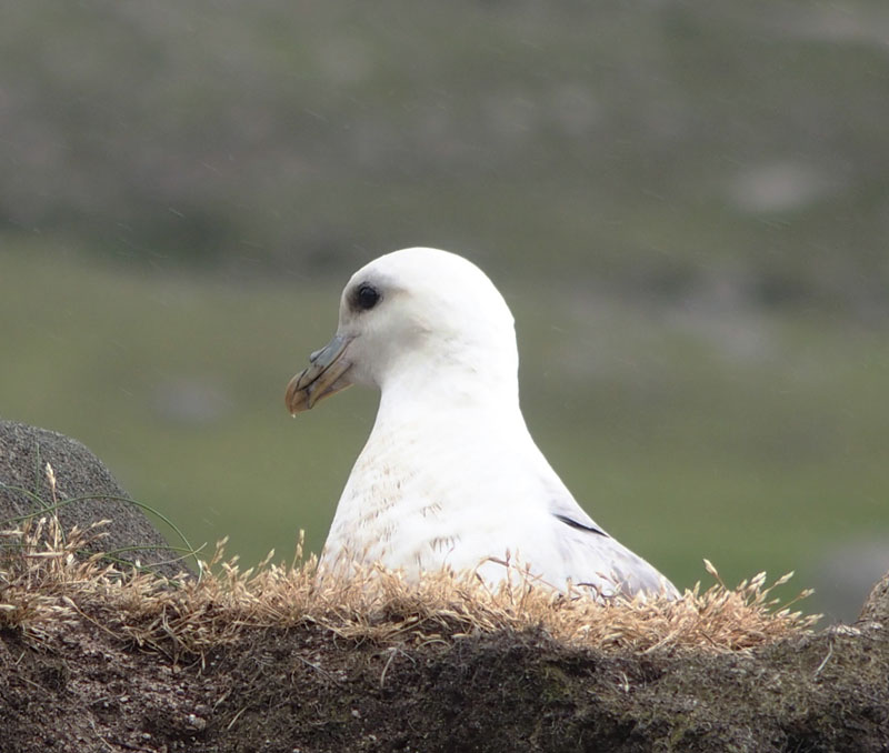 Fulmar
