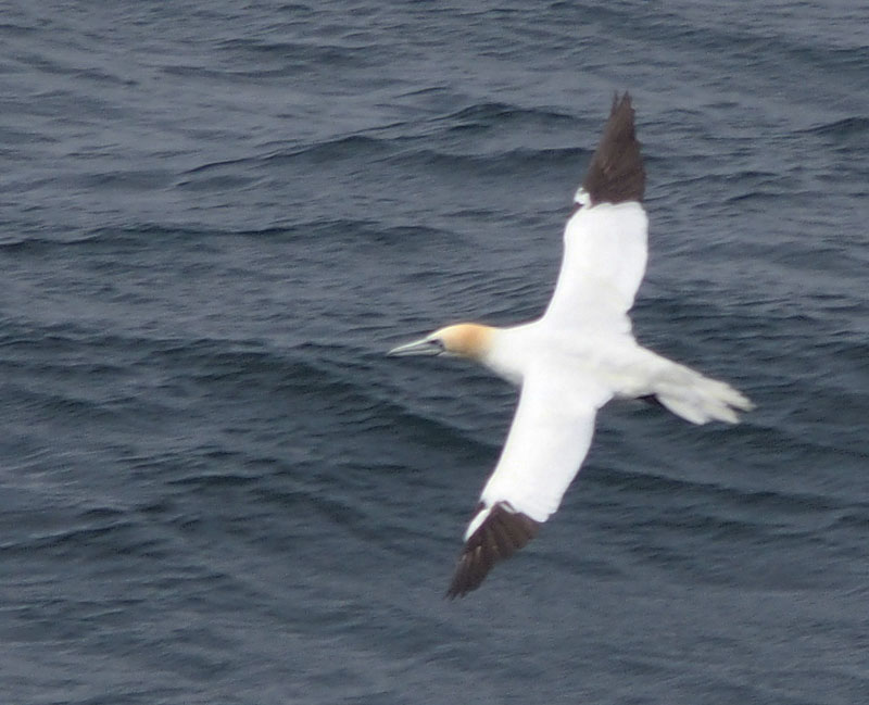 731 Gannet