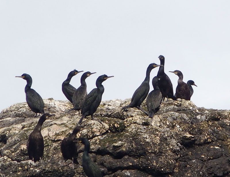 1802: Cormorants