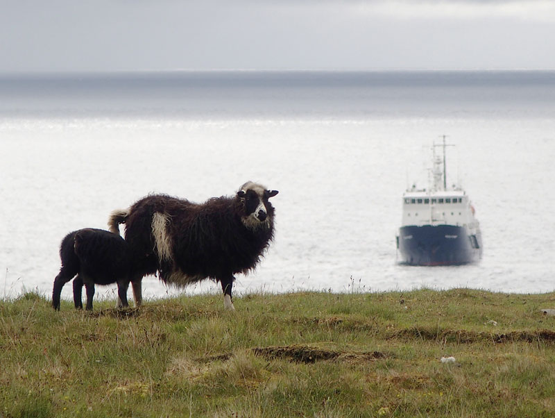 1926: Sheep, sheep, ship