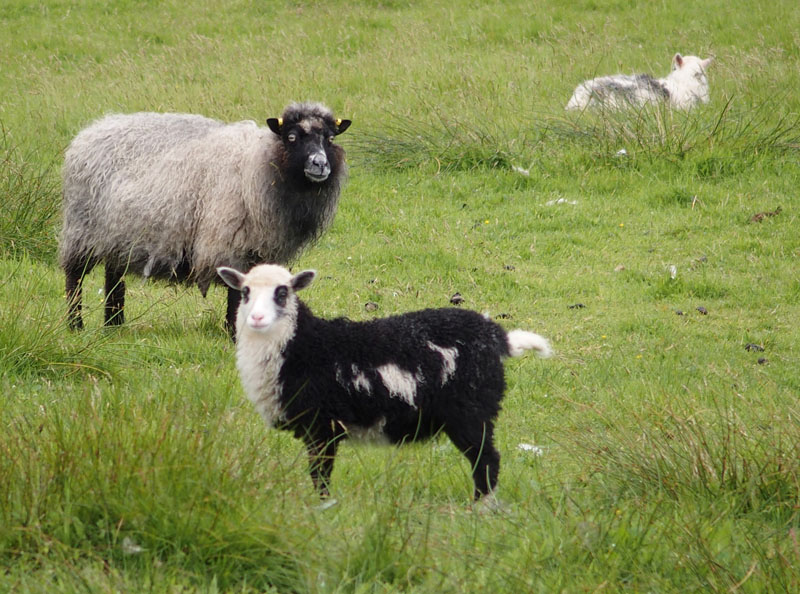 1950: Foula sheep