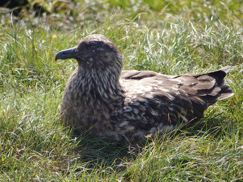 Great Skua (Bonxie)