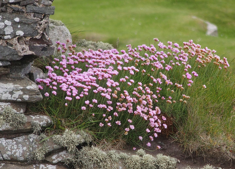 Is this called sea pink?