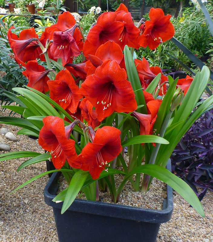 0001: Frances grows these at home