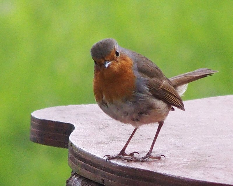 A robin, isnt it?