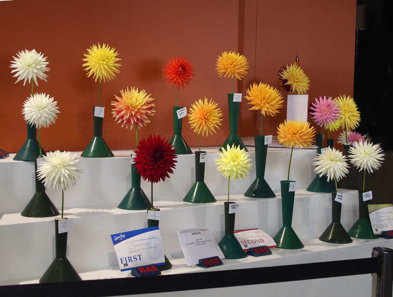Dahlias