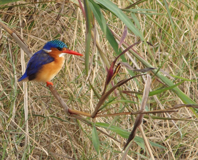 1261: Malachite Kingfisher