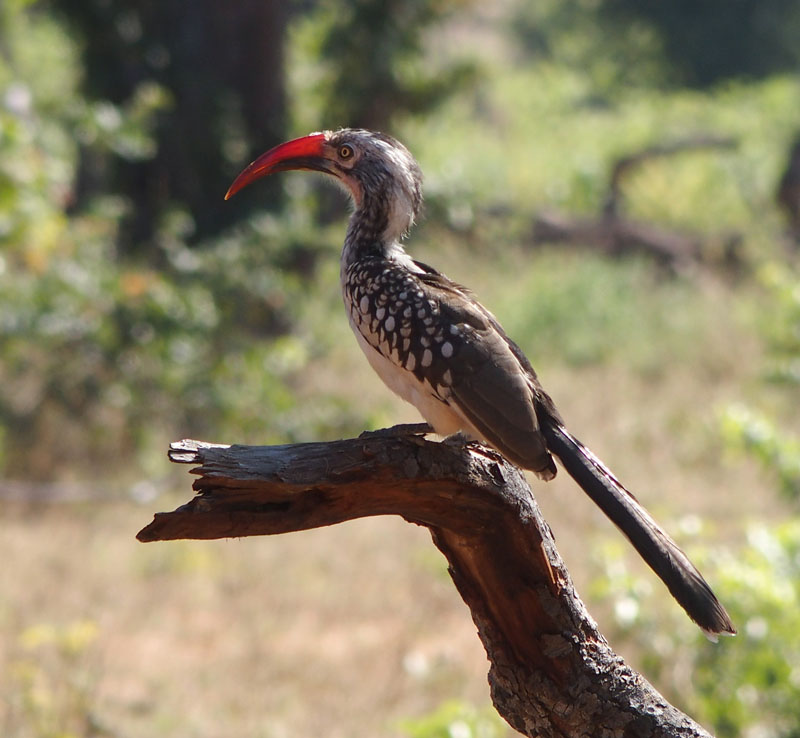 1799: Red-billed hornbill