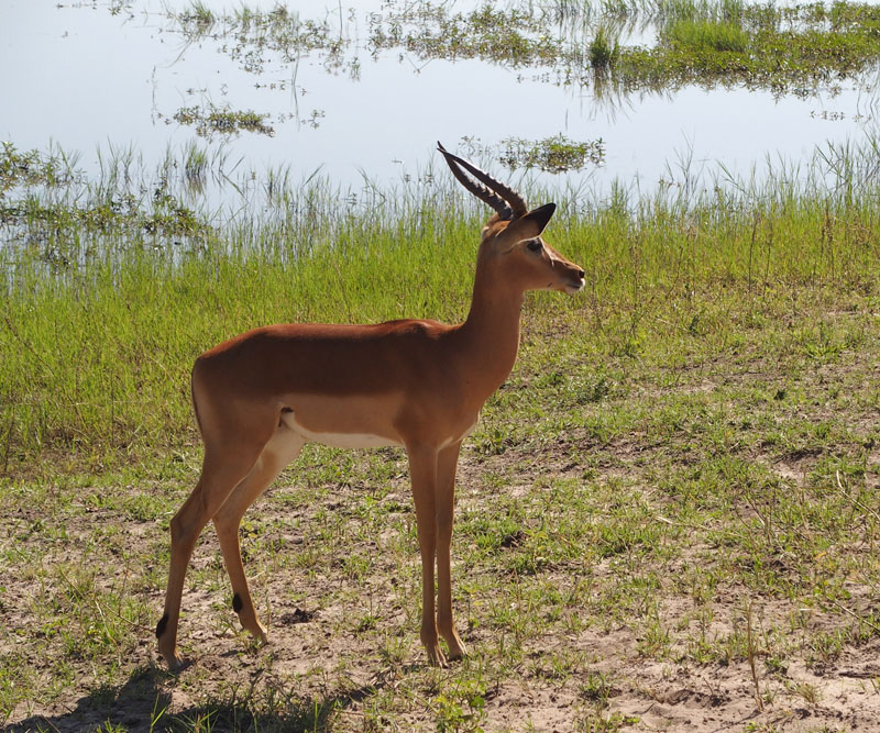 1829: Impala