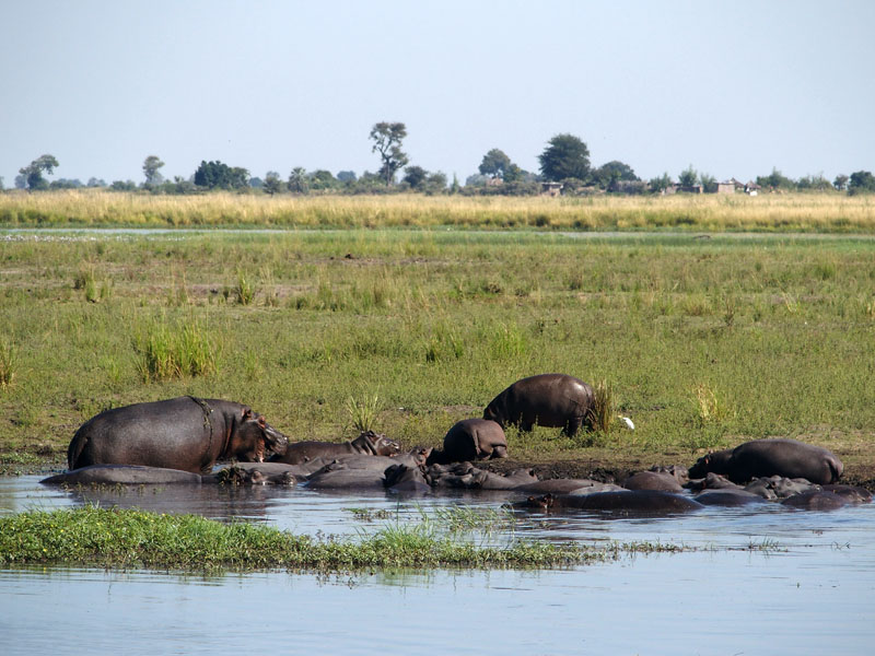 1832: River flats, hippo