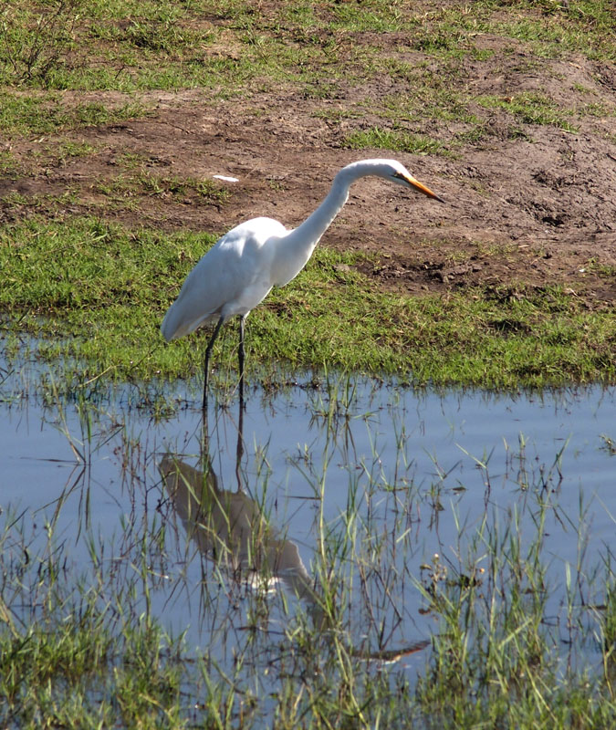 Reflective heron