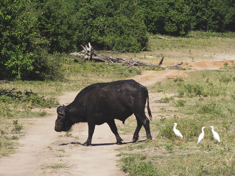 1846: Buffalo and followers