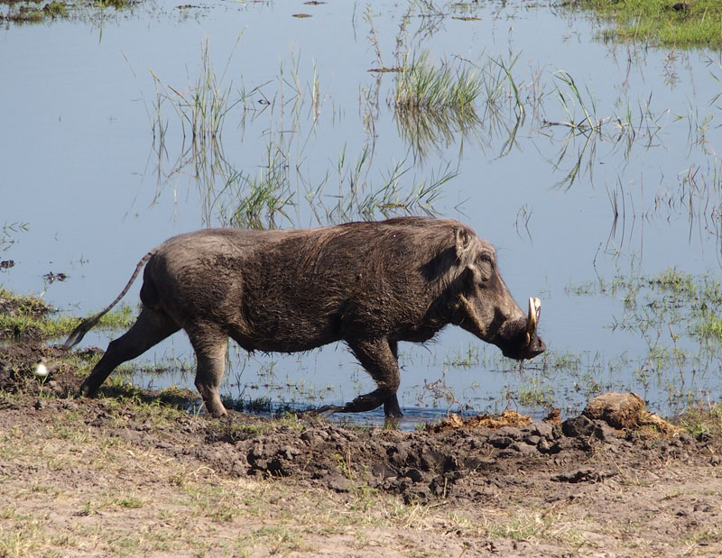 1852: Warthog
