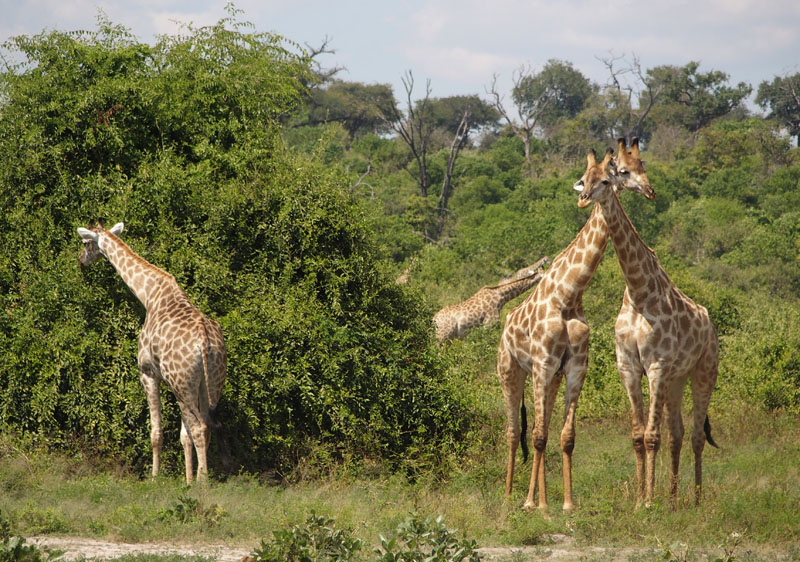 1917: At least four giraffes