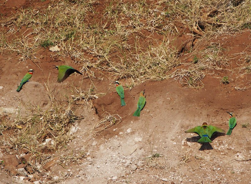 2175: Little bee-eaters at their burrows