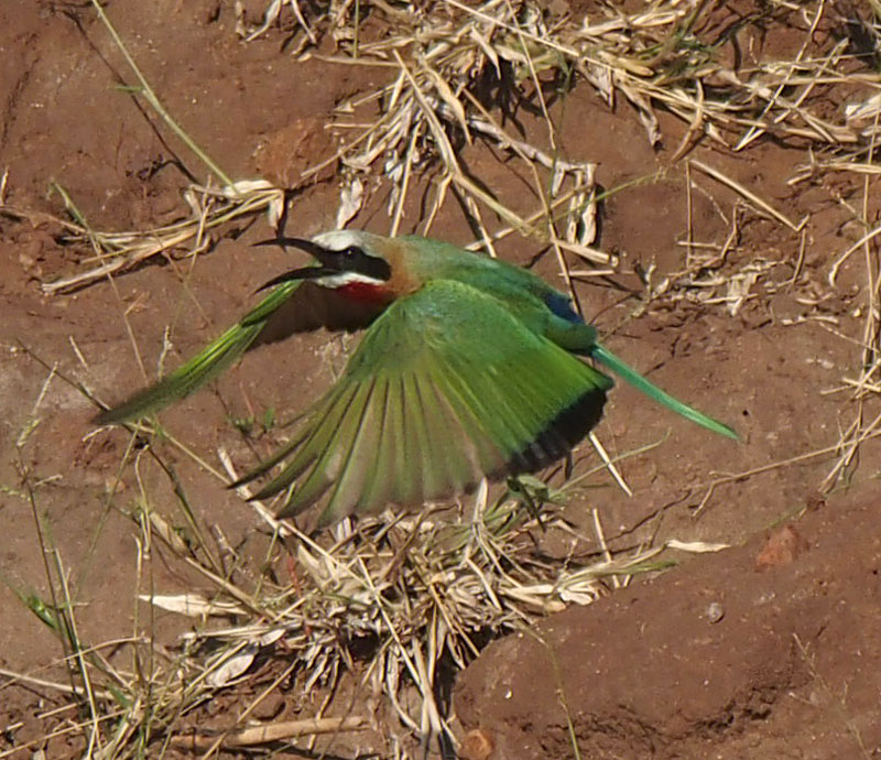 2176: Little bee-eater in flight