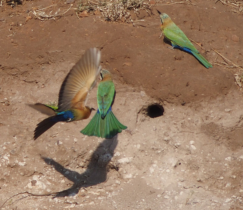2198: Little bee-eaters