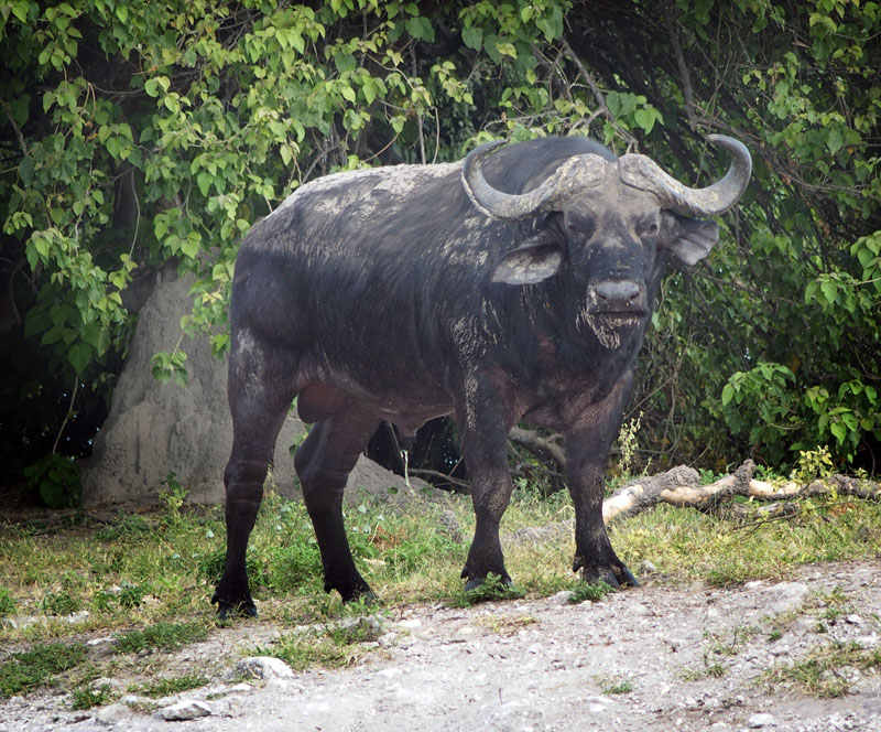 1691: Incontenent buffalo