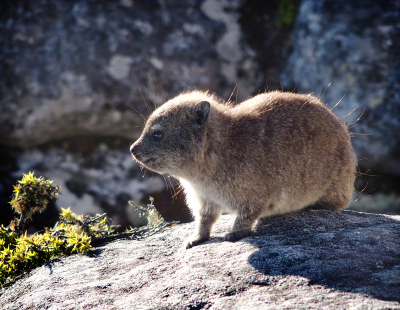 Rock hyrax