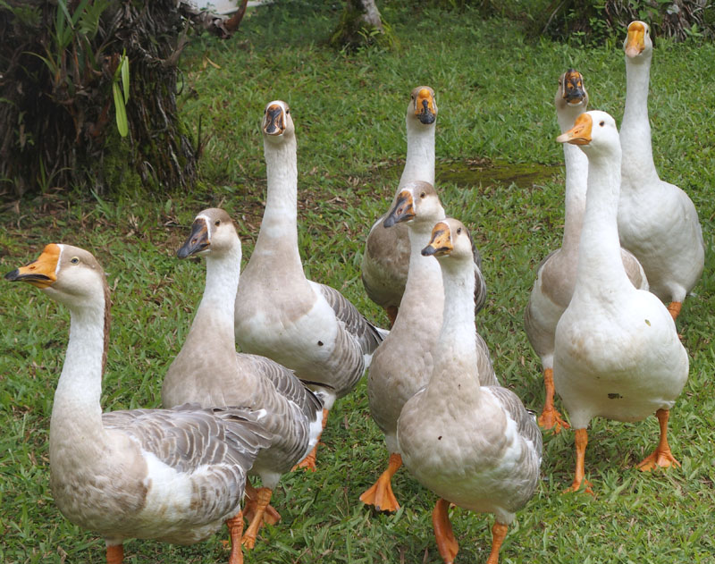 5666: Well-organised geese