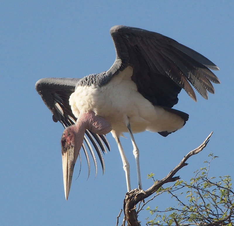 Marabou Stork