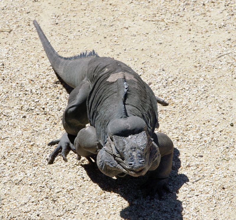 4757: Rhinoceros iguana