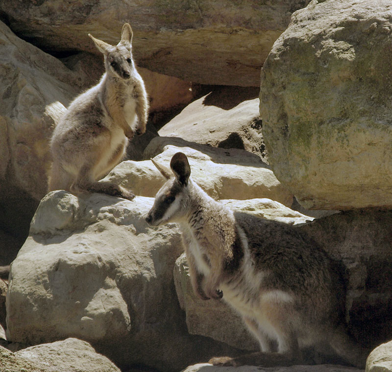 4774: Wallabies looking for shade
