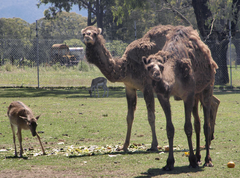 4793: Camels & Friends