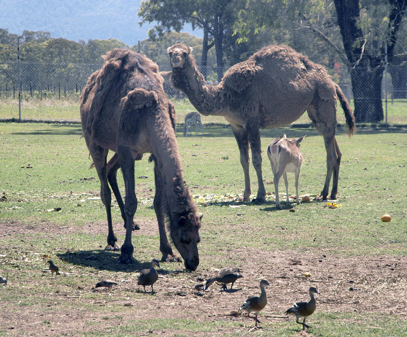 4796: Camels & Friends