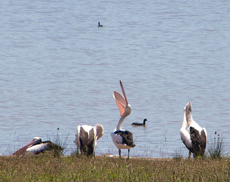 Pelican quartet